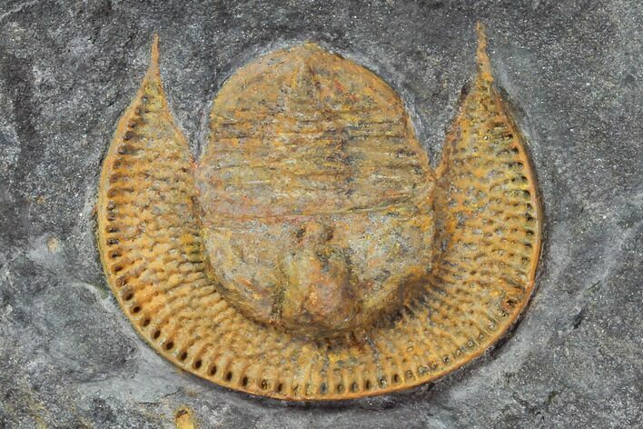 Orange Declivolithus Trilobite - Mecissi, Morocco #101785